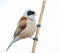 Eurasian penduline tit, remiz pendulinus. Bird singing on a reed stalk, white background