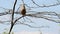 Eurasian penduline tit, Remiz pendulinus, on the nest. Bird feeds its chicks