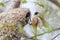 Eurasian penduline tit remiz pendulinus pair conflict during nest building
