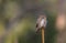 Eurasian Pigmy Owl in a fir grove