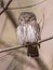 Eurasian Pigmy Owl in a fir grove