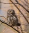 Eurasian Pigmy Owl in a fir grove