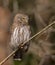 Eurasian Pigmy Owl in a fir grove