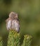 Eurasian Pigmy Owl in a fir grove