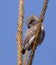 Eurasian Pigmy Owl - Glaucidium passerinum