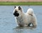 Eurasian puppy  playing in the sea