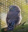 Eurasian pygmy owl