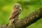 Eurasian Pygmy-Owl - Glaucidium passerinum