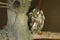 Eurasian pygmy owl Glaucidium passerinum
