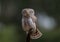 Eurasian Pygmy Owl - Glaucidium passerinum