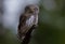 Eurasian Pygmy Owl - Glaucidium passerinum