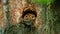 Eurasian Pygmy-Owl Glaucidium passerinum looking from the nest hole in the forest. Small european owl looking from the nesting hol