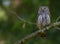 Eurasian Pygmy Owl - Glaucidium passerinum - male