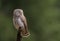 Eurasian Pygmy Owl - Glaucidium passerinum - male