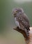 Eurasian Pygmy Owl - Glaucidium passerinum - male