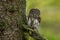 Eurasian pygmy owl, Glaucidium passerinum, perched on branch tightly at tree trunk. The smallest owl in Europe.