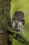 Eurasian pygmy owl, Glaucidium passerinum, perched on branch tightly at tree trunk. The smallest owl in Europe.