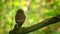 Eurasian Pygmy-Owl - Glaucidium passerinum sitting on the branch with green background in the forest in summer. Small european owl