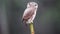 Eurasian pygmy-owl in rain and sleet,