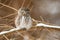 Eurasian pygmy owl sitting on branch in winter nature