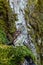 Eurasian Pygmy Owl sitting on mossy tree