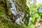 Eurasian Pygmy Owl sitting on mossy tree