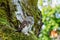 Eurasian Pygmy Owl sitting on mossy tree