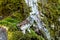 Eurasian Pygmy Owl sitting on mossy tree