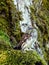 Eurasian Pygmy Owl sitting on mossy tree