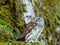 Eurasian Pygmy Owl sitting on mossy tree