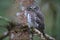 Eurasian pygmy owl-Swabian Jura,Swabian Alps,Baden-WÃƒÂ¼rttemberg, Germany