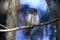 Eurasian pygmy owl-Swabian Jura,Swabian Alps,Baden-WÃƒÂ¼rttemberg, Germany