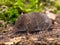 The Eurasian Pygmy Shrew