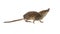 Eurasian Pygmy shrew on white background