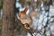 Eurasian red squirrel from the Altai sits on a broken branch on