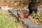 Eurasian red squirrel with bushy tail and red furr searching for nuts as preparation for cold winter and autumn builds up stock pi