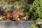 Eurasian red squirrel with bushy tail and red furr searching for nuts as preparation for cold winter and autumn builds up stock pi