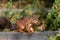 Eurasian red squirrel with bushy tail and red furr searching for nuts as preparation for cold winter and autumn builds up stock pi