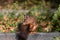 Eurasian red squirrel with bushy tail and red furr searching for nuts as preparation for cold winter and autumn builds up stock pi