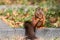 Eurasian red squirrel with bushy tail and red furr searching for nuts as preparation for cold winter and autumn builds up stock pi