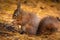 Eurasian red squirrel feeding on a nut