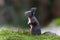 Eurasian red squirrel in the forest in the Netherlands.