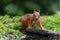 Eurasian red squirrel in the forest in the Netherlands.