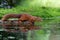 Eurasian red squirrel in the forest in the Netherlands.