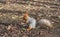 Eurasian red squirrel found walnut