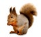 Eurasian red squirrel in front of a white background