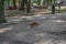 Eurasian red squirrel runs along the road against the background of blurred Shevchenko Park with people in Dnipro Ukraine.