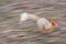 Eurasian red squirrel runs very fast blurred at high speed.