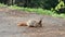 Eurasian red squirrel scavenging food in park. Asphalt road. Closeup, no people