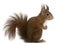 Eurasian red squirrel, Sciurus vulgaris